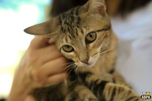 Feira faz doação de animais na Pituba