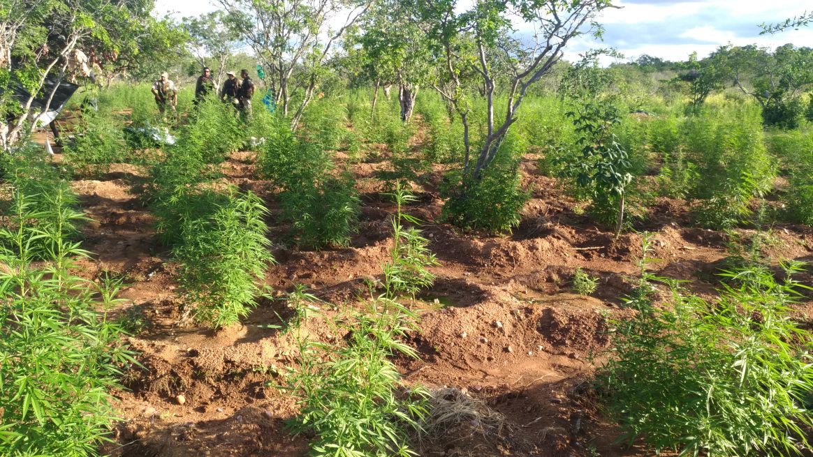 Polícia mata suspeito e erradica 40 mil pés de maconha em Abaré