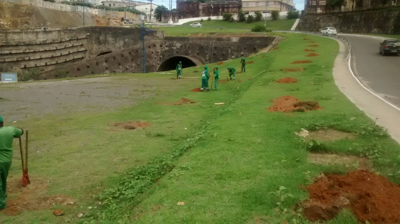 Prefeitura planta 2.000 árvores em Salvador