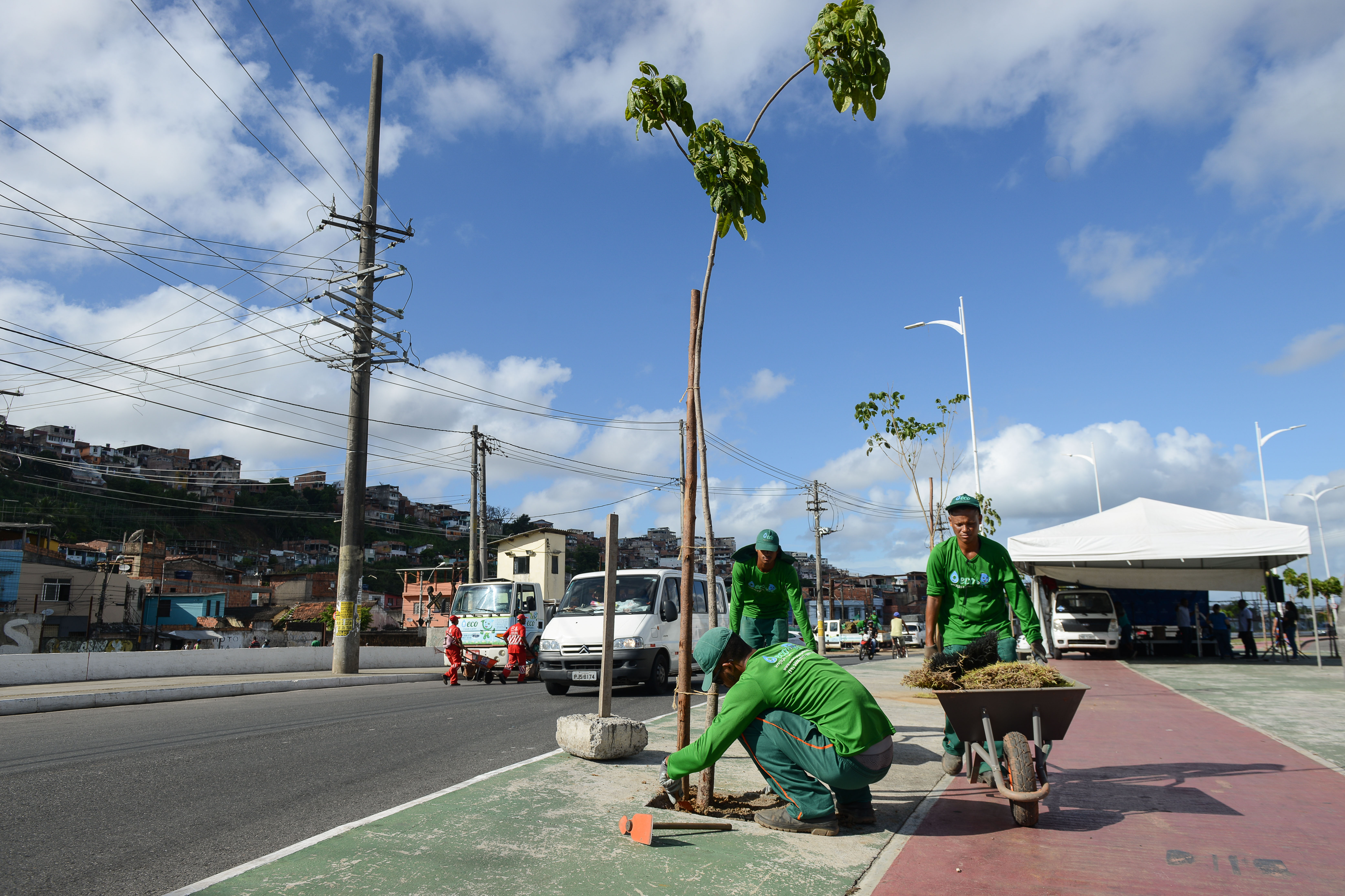 Suburbana Verde ganha mais 100 árvores