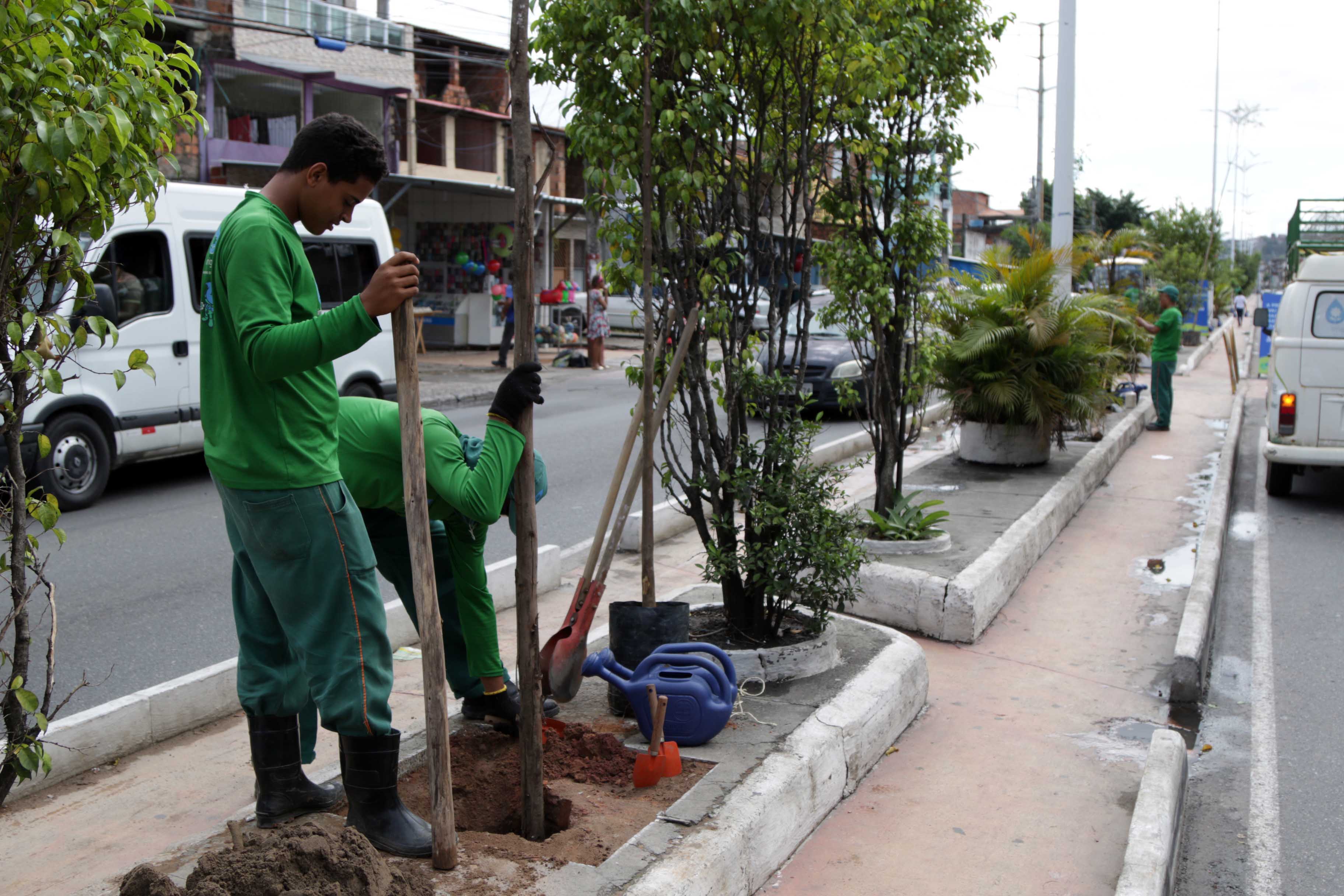 Mais 400 árvores são plantadas na avenida Suburbana