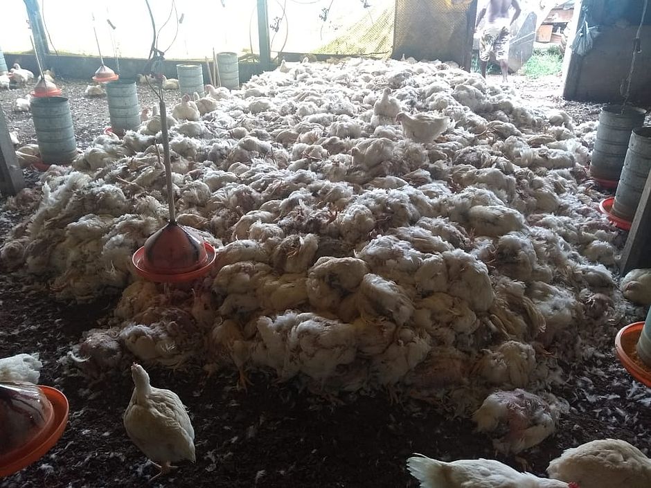 Greve provoca a morte de 60 mil frangos na Bahia