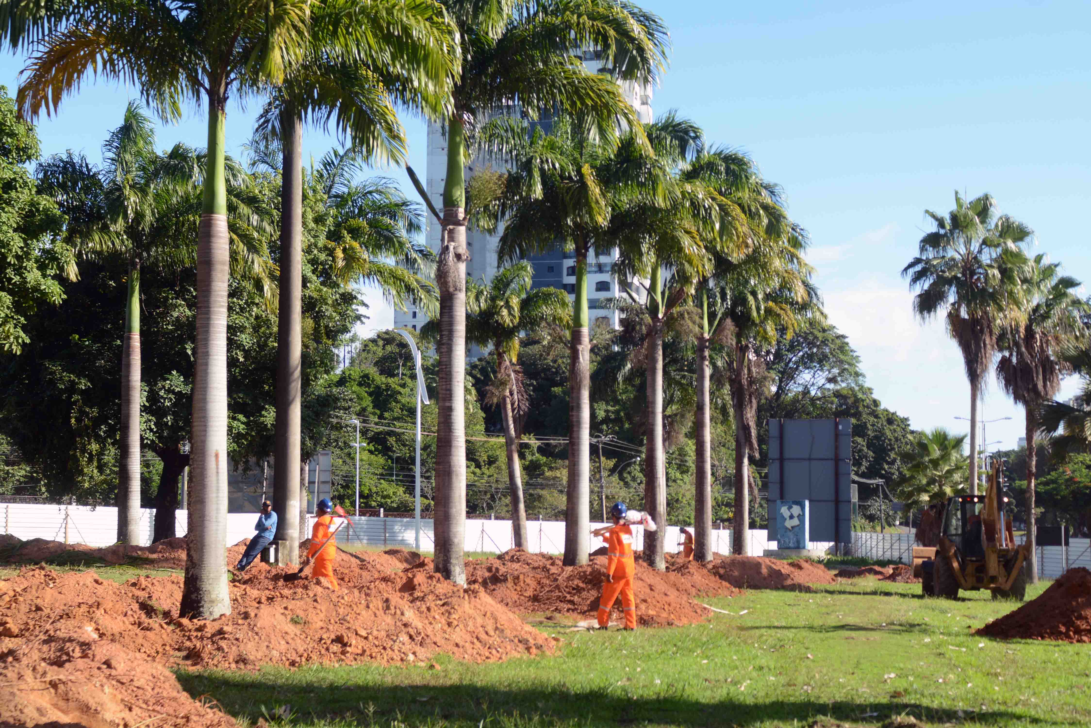Consórcio transplanta 34 árvores e vegetais para obras do BRT