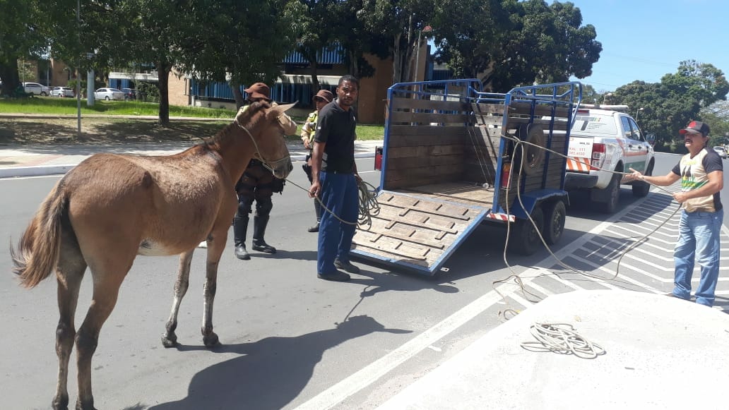 Prefeitura apreende seis cavalos em Camaçari