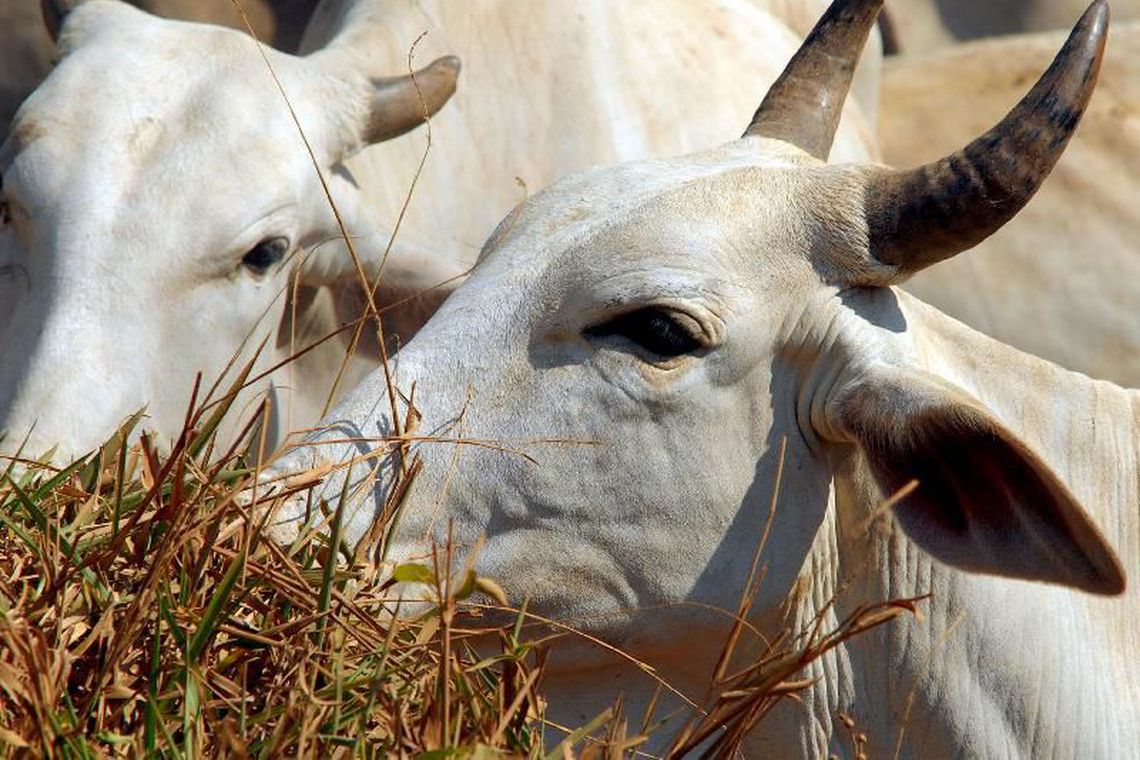Abate de bovinos e suínos cresce no Brasil
