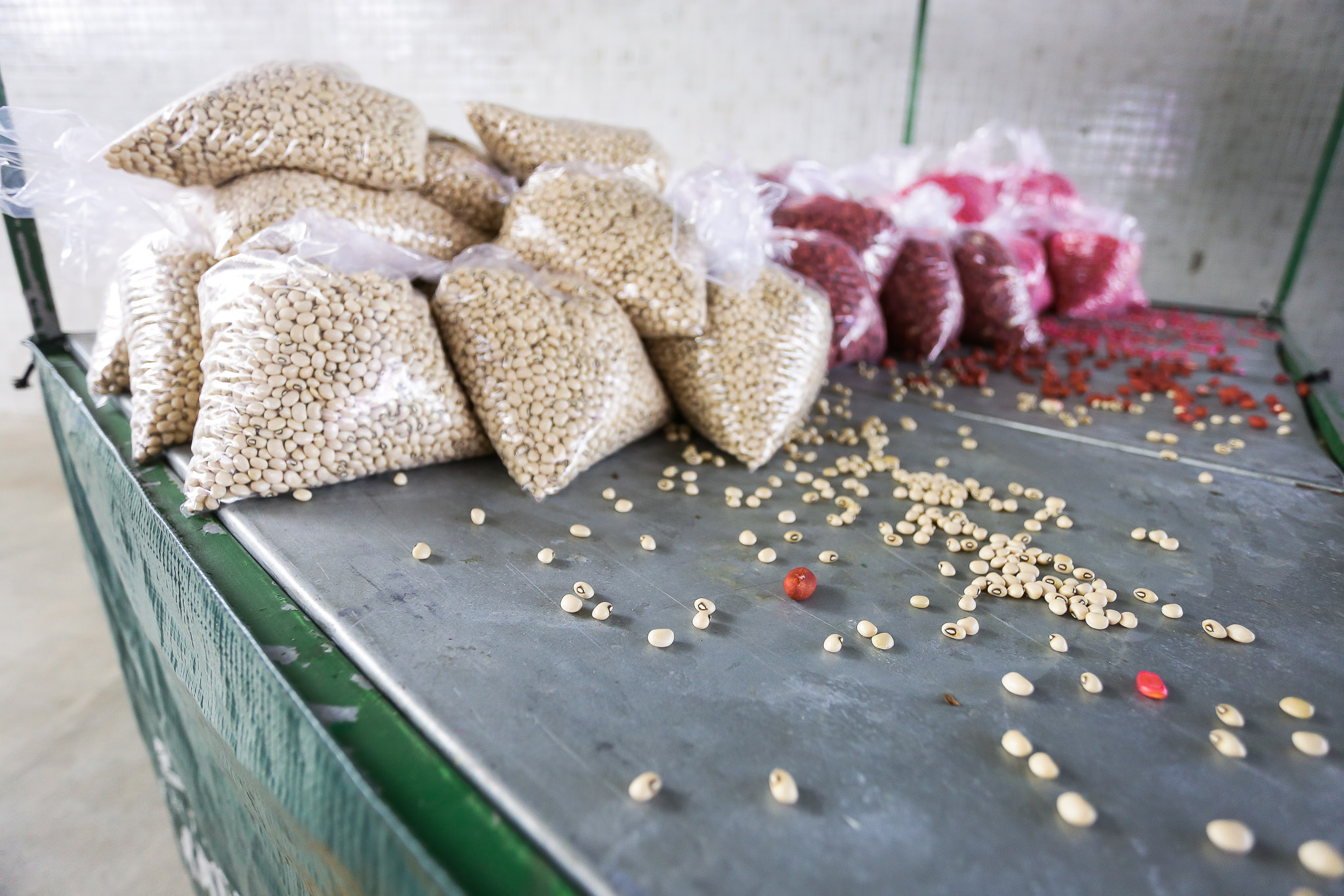 Prefeitura de Camaçari entrega 2.500 quilos de sementes para agricultores