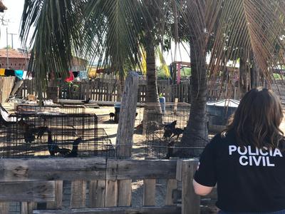 Operação contra rinhas apreende 250 animais em Paulo Afonso