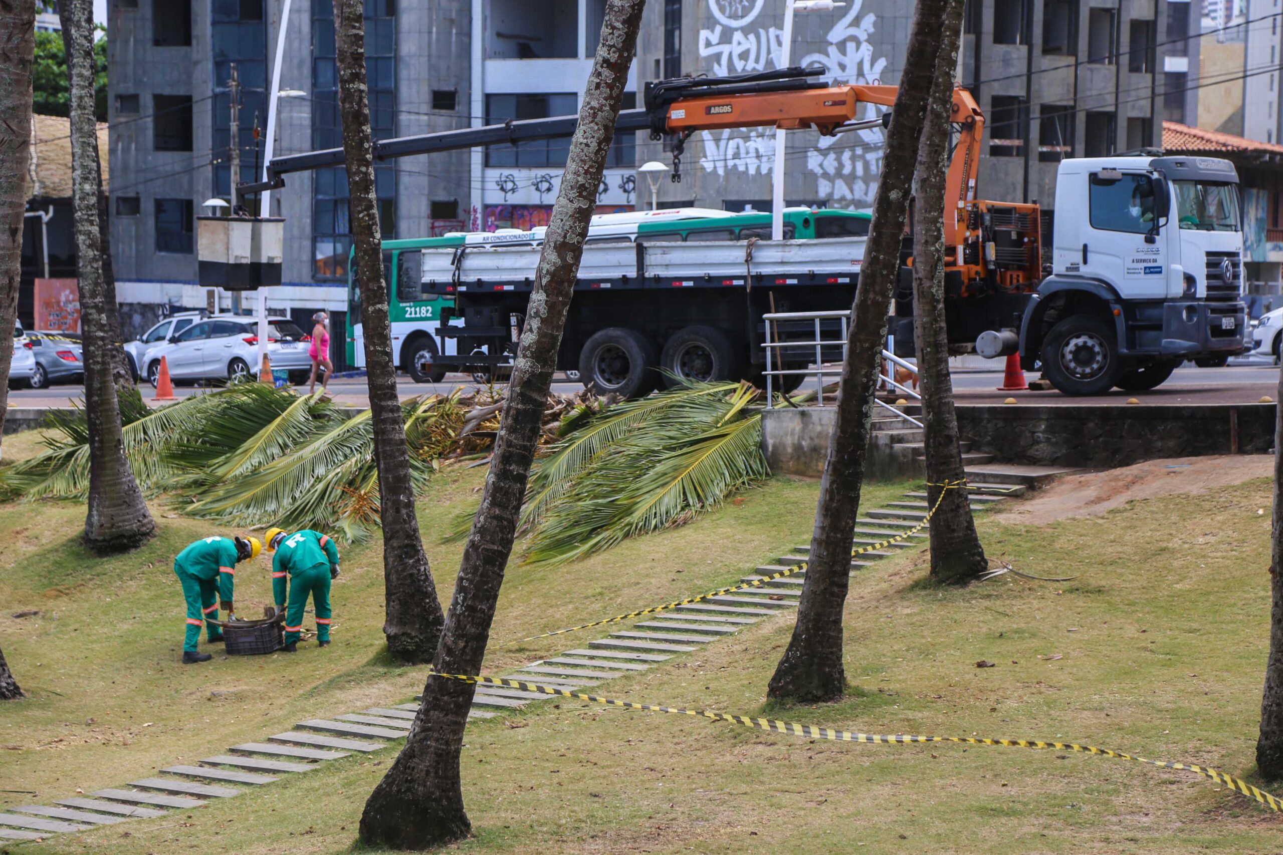 Prefeitura realiza limpeza de coqueiros na orla