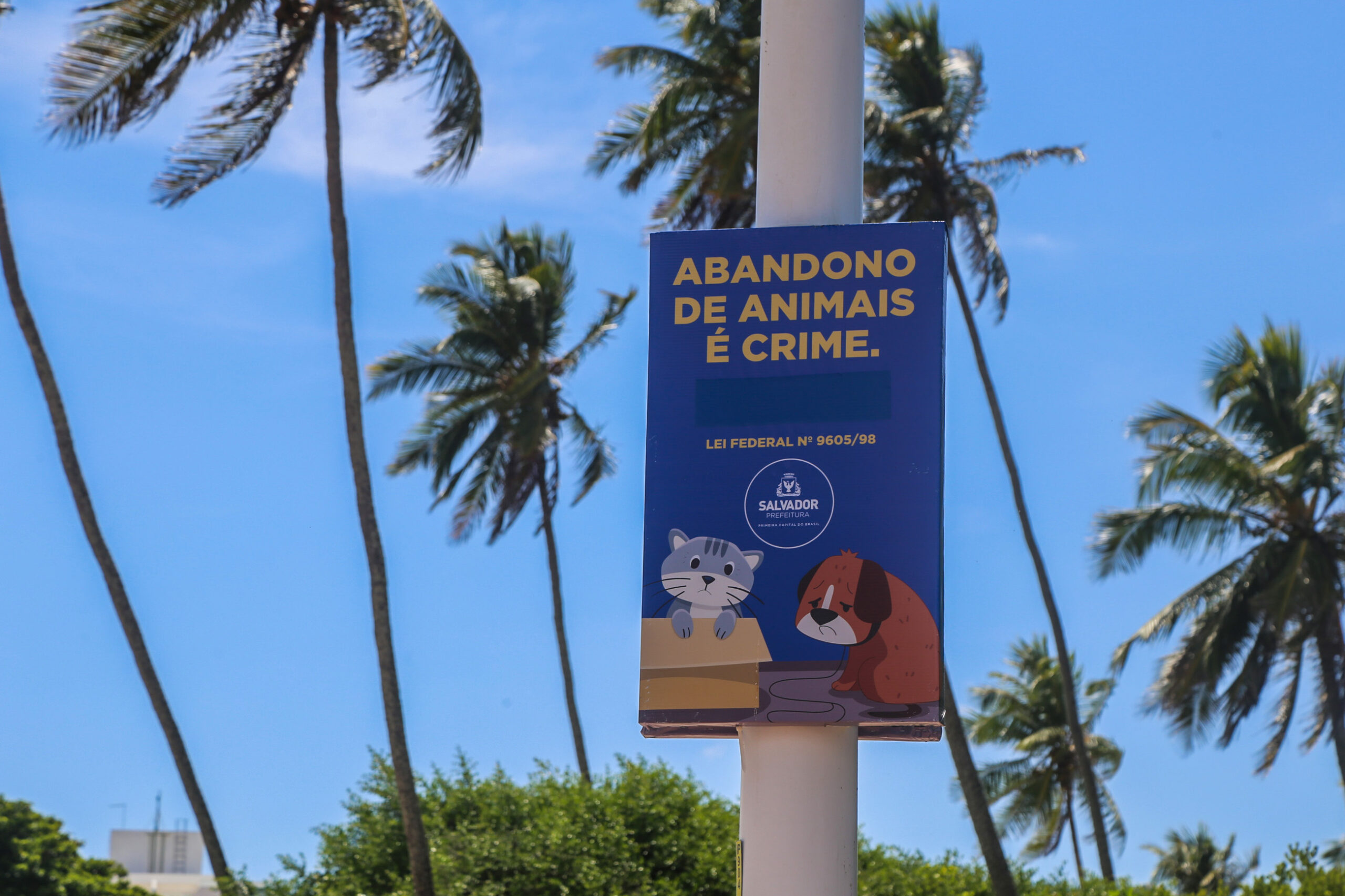 Operação em Piatã conscientiza população sobre adoção de animais