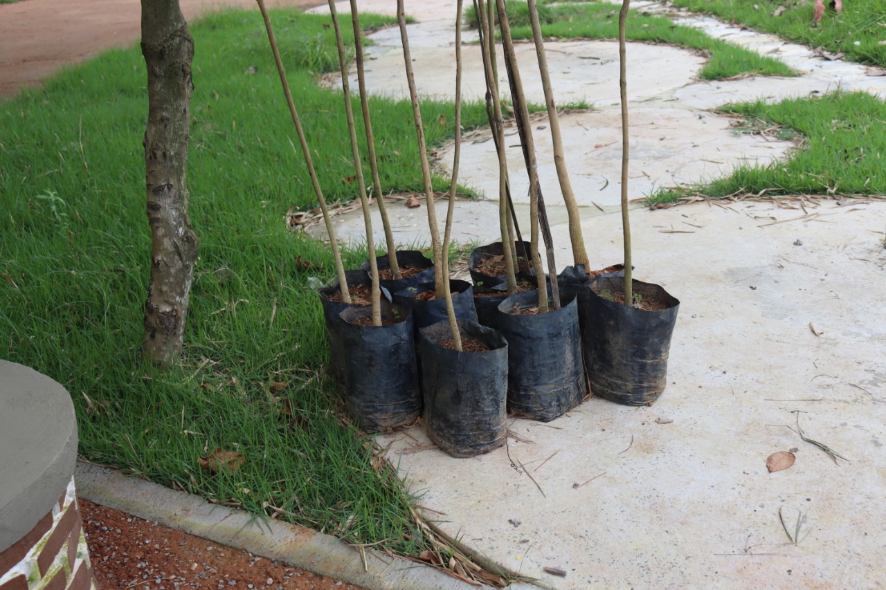 Horto de Camaçari recebe plantio de 70 árvores nativas da Mata Atlântica