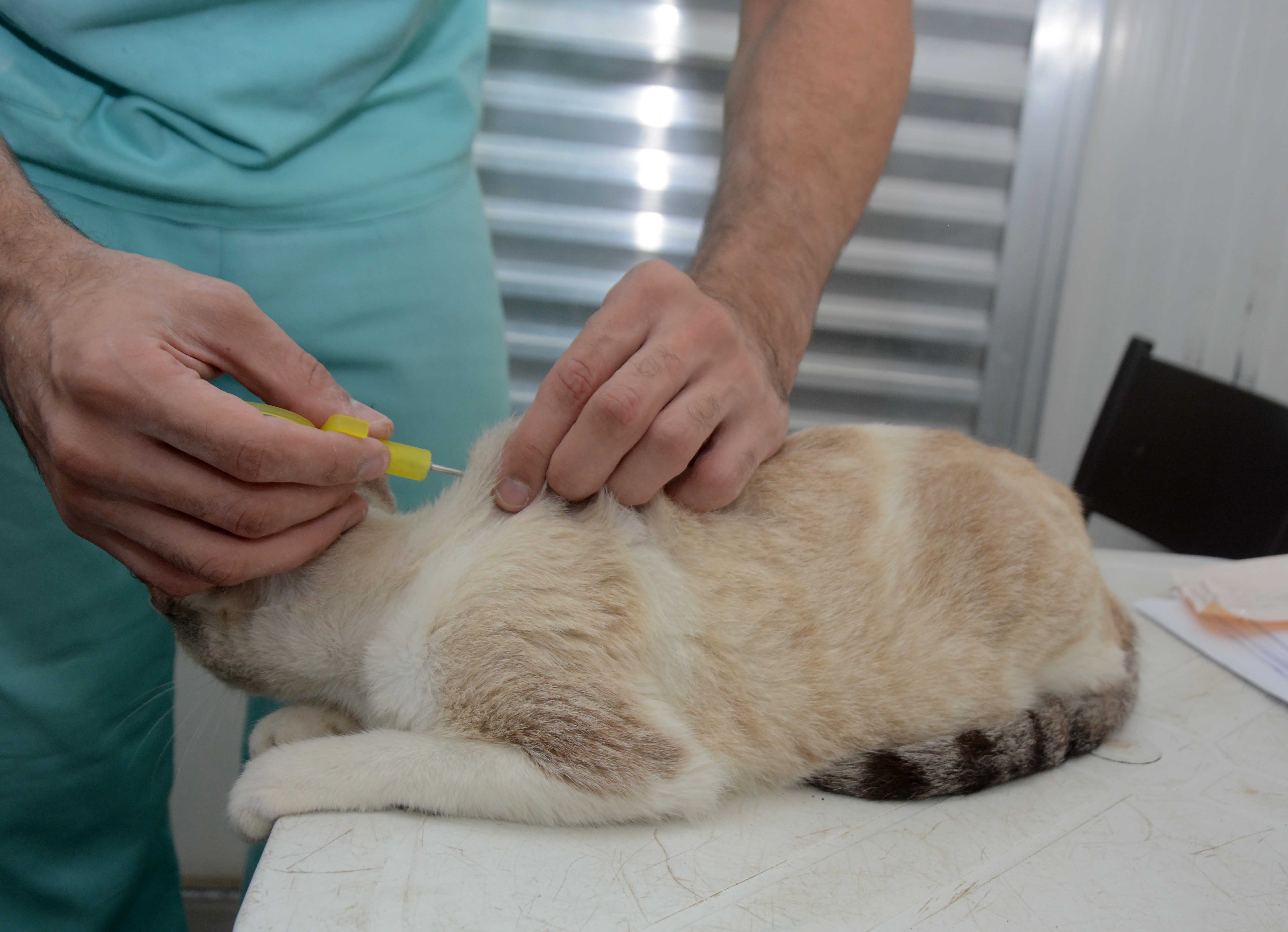 Microchips ajudam no controle da população de cães e gatos em Salvador