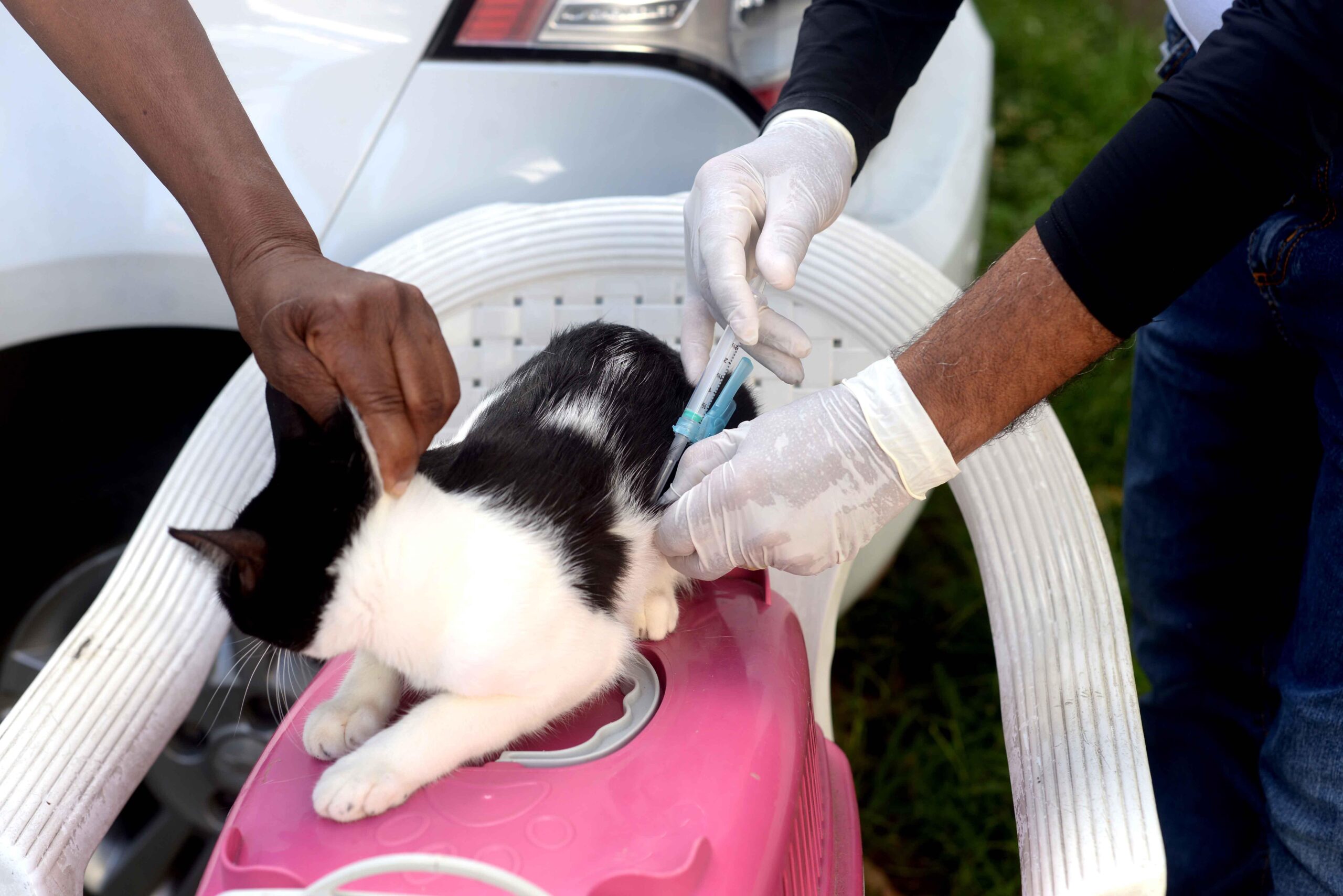 Campanha de vacinação antirrábica já imunizou 50 mil cães e gatos