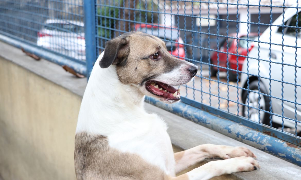 Cães e gatos podem ter vírus da Covid, mas não transmitem a doença