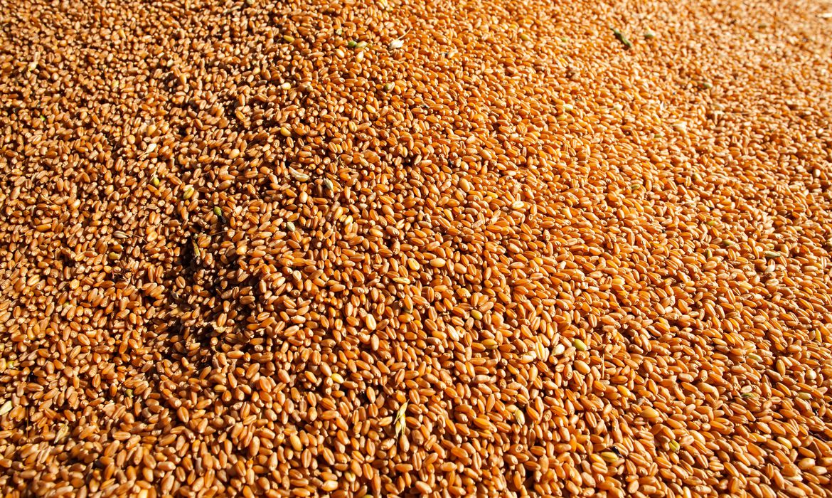 Brasil deve produzir 289,9 milhões de grãos no ciclo 2021/2022