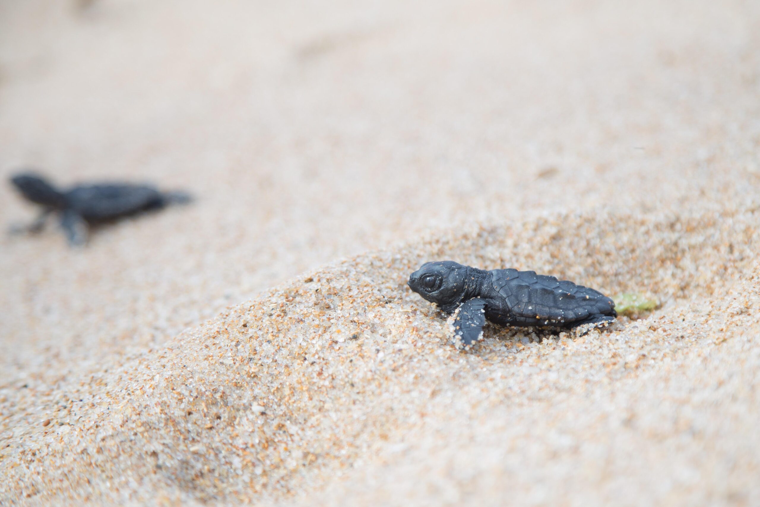 Prefeitura e Tamar iniciam ação de proteção a tartarugas marinhas