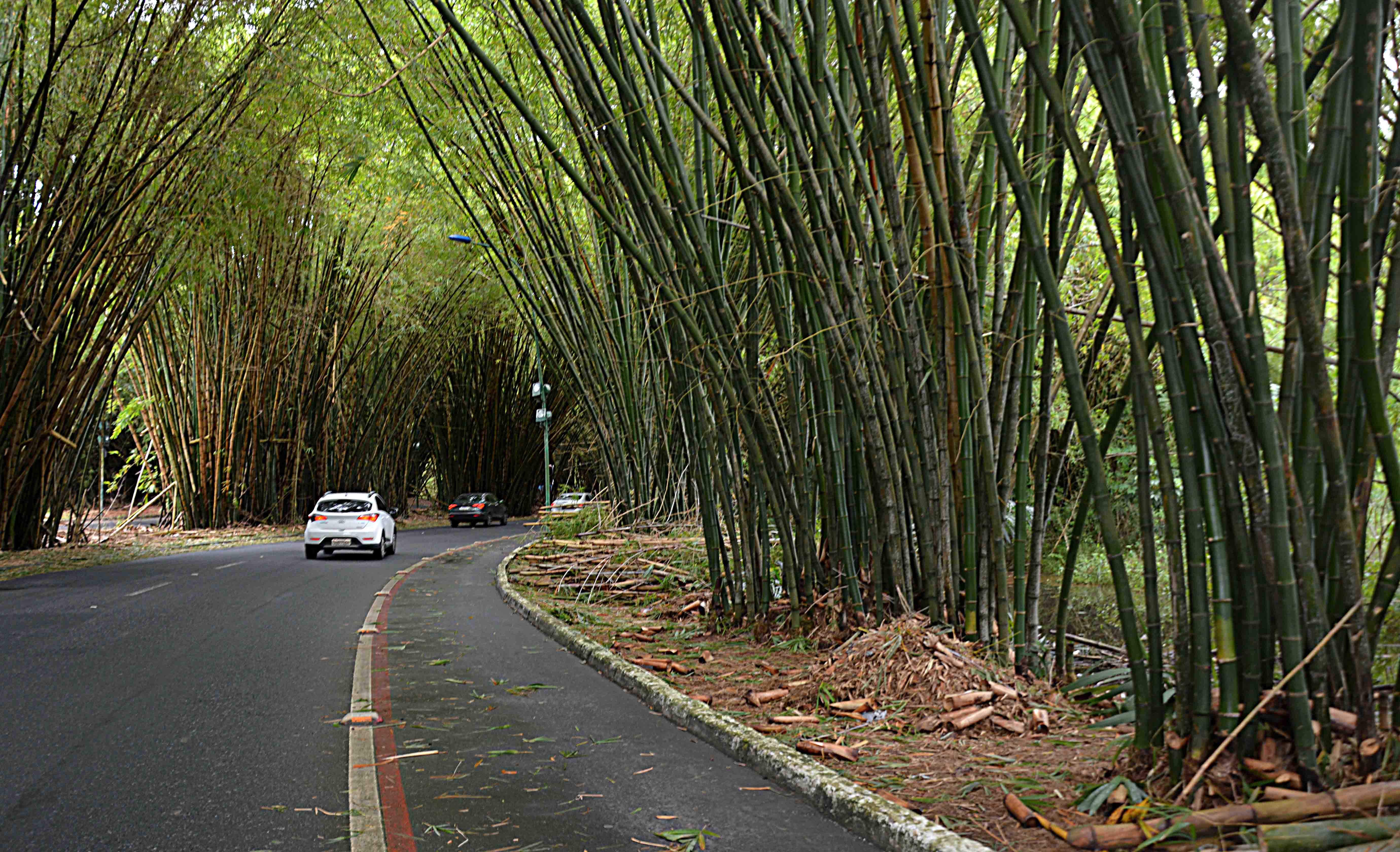 Intervenções visam preservar bambuzal do aeroporto de Salvador