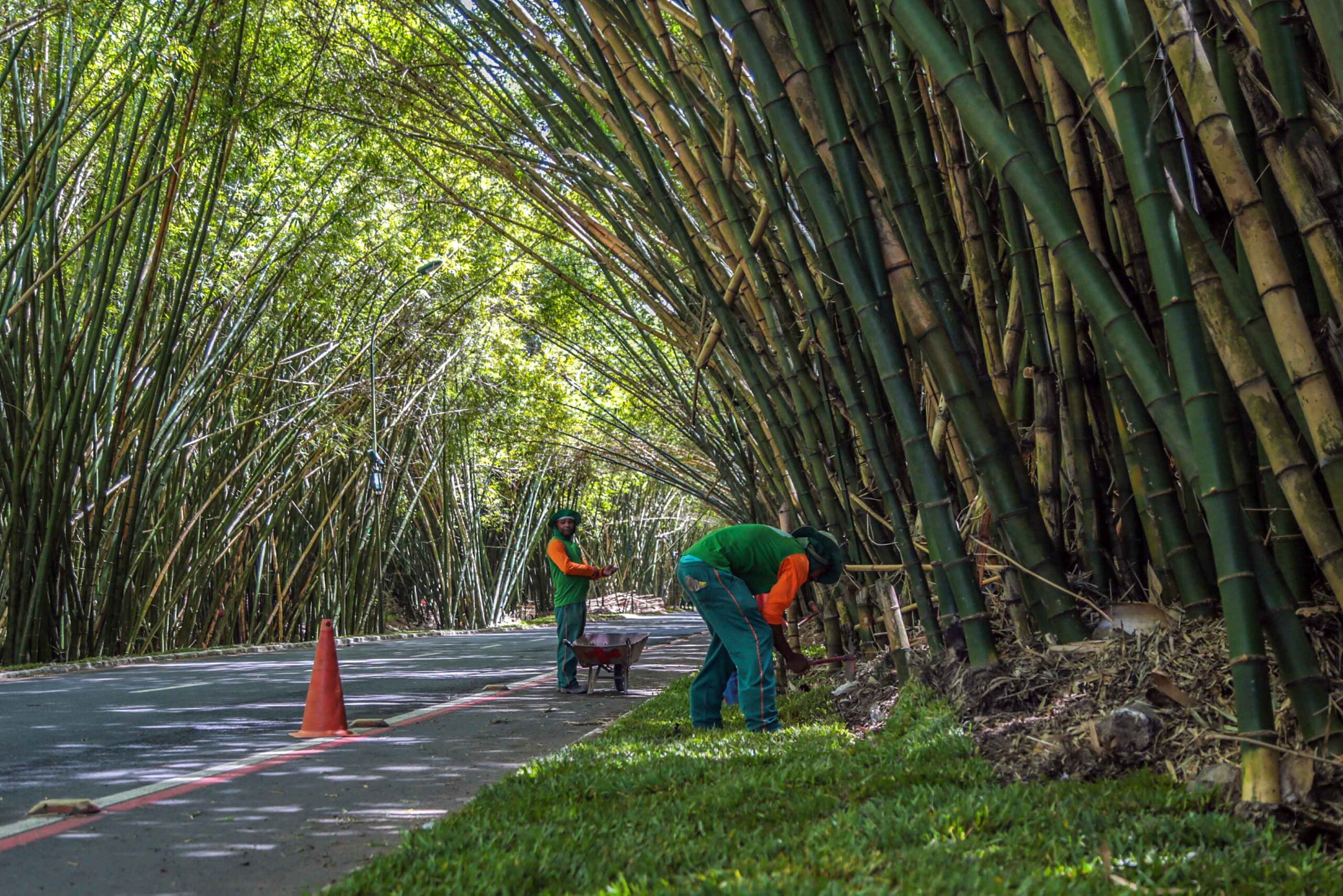 Primeira fase da revitalização do bambuzal do aeroporto de Salvador está 60% concluída