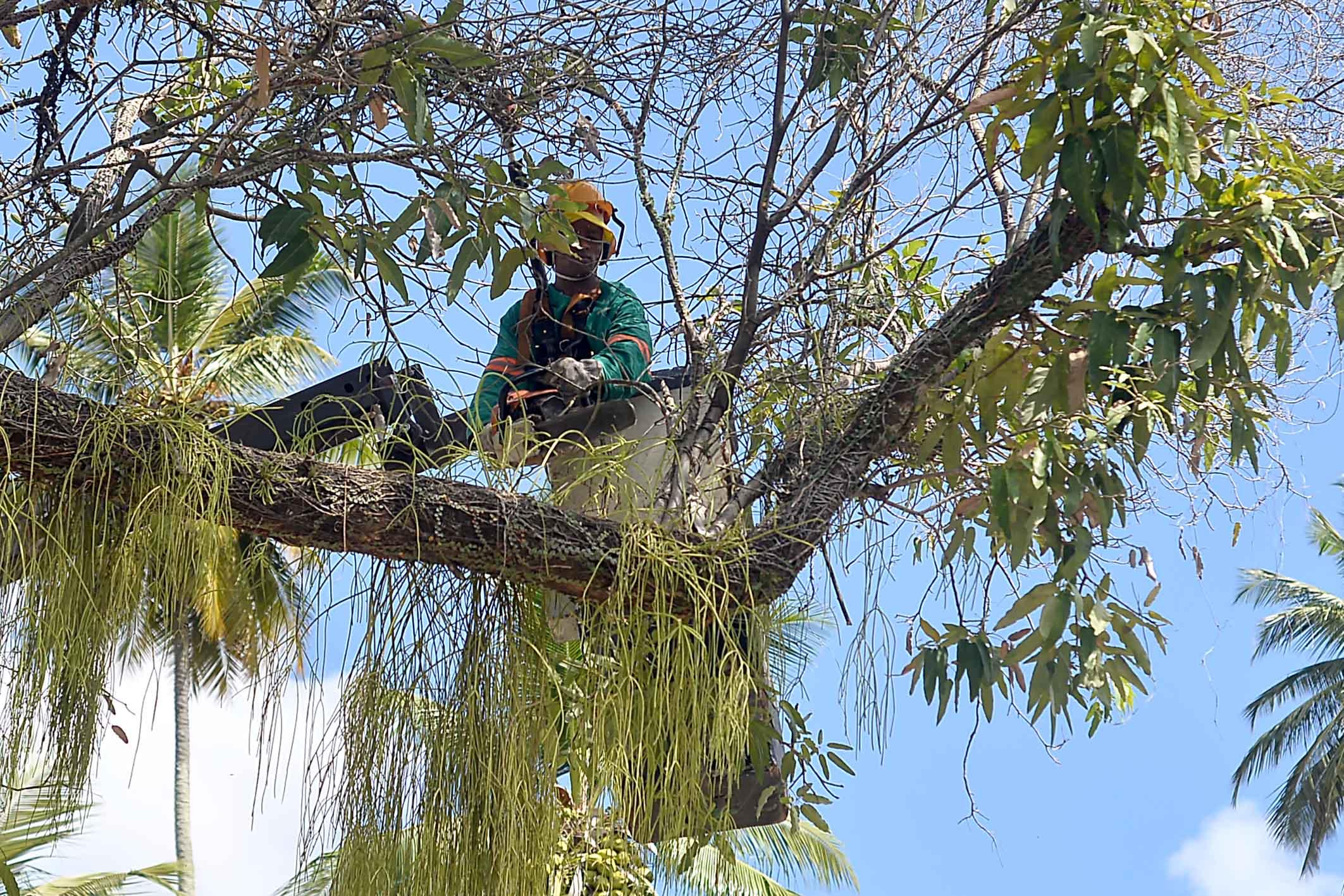 Ações auxiliam Salvador a manter baixo número de queda de árvores