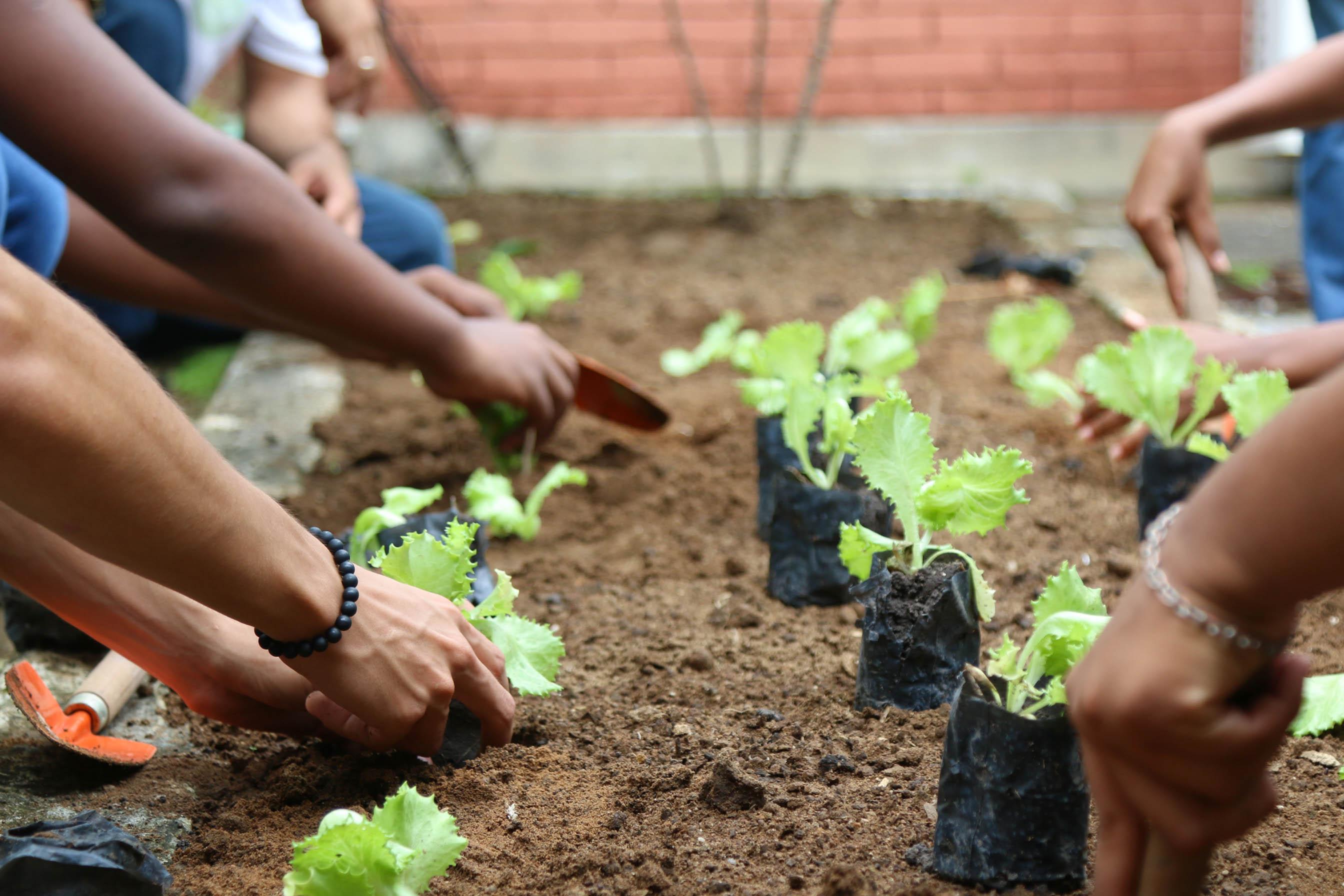 Horta em escolas estimula alimentação saudável de alunos