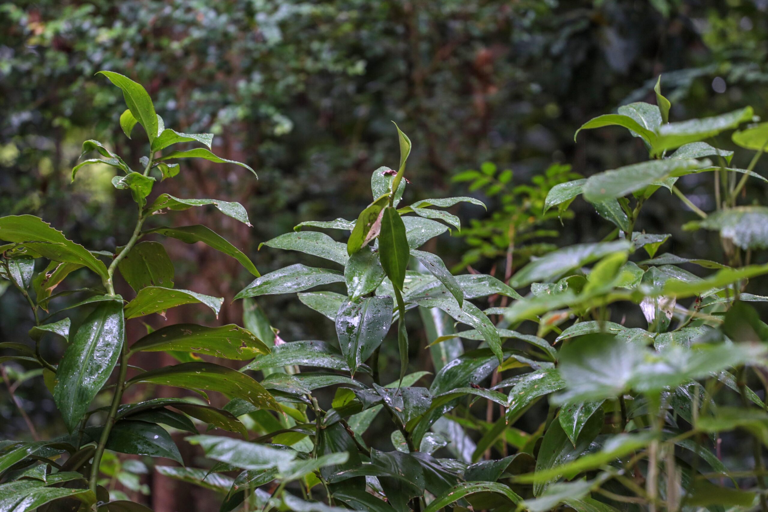 Espaço no Jardim Botânico possui plantas utilizadas em cultos afro-brasileiros
