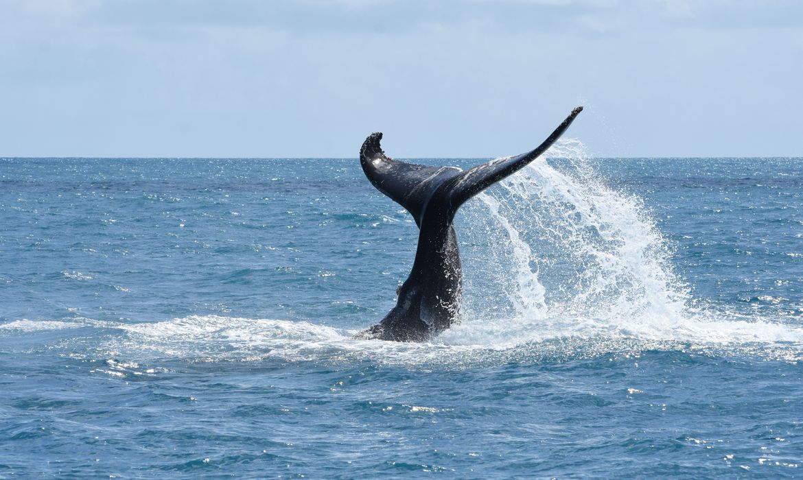 Censo confirma recuperação da população de baleias jubartes