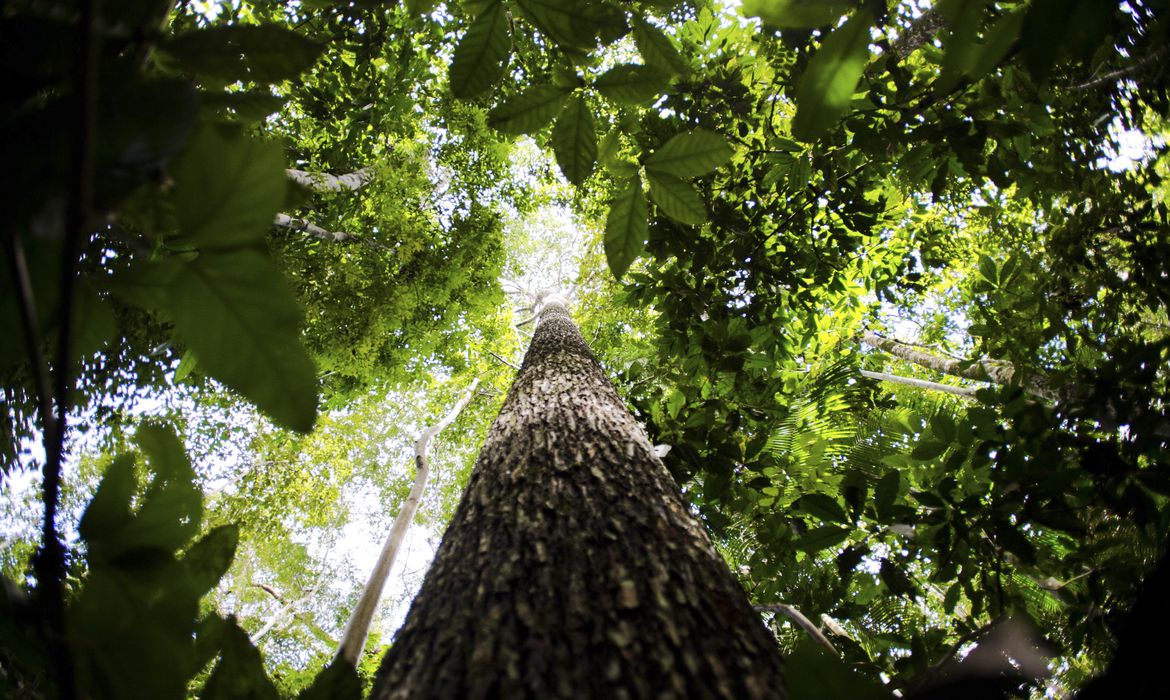 Plano contra desmatamento da Amazônia recebe sugestões até dia 26