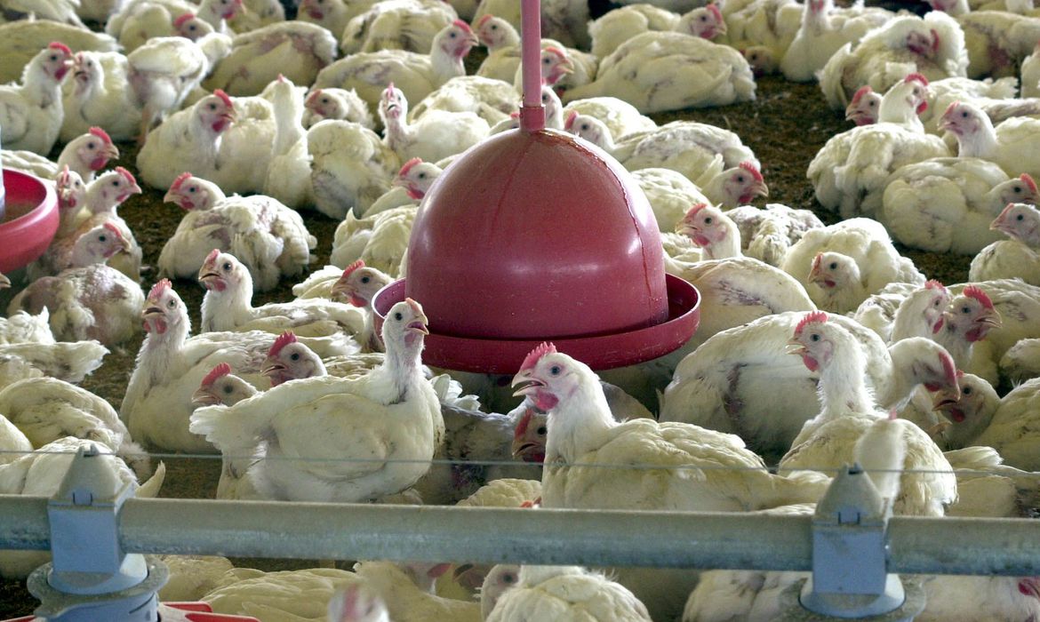 OMS confirma a primeira morte por gripe aviária no mundo