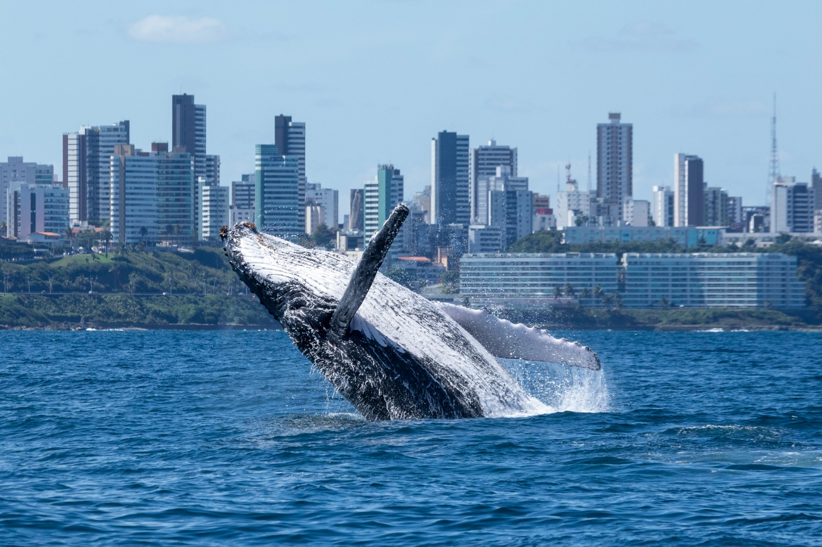 Prefeitura e Projeto Baleia Jubarte fomentam turismo de observação de baleias em Salvador