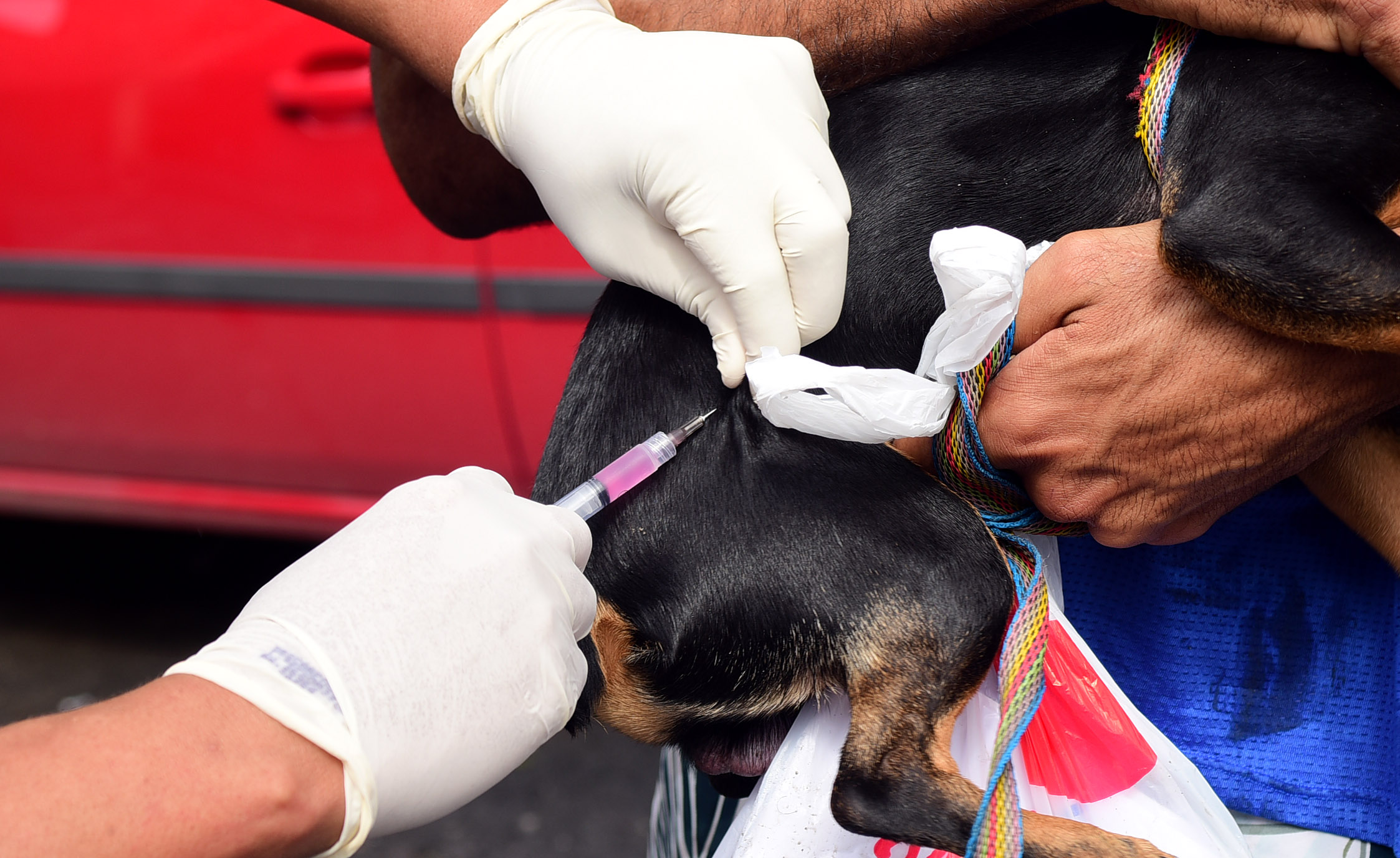 Vacinação antirrábica já imunizou mais de 80 mil cães e gatos em Salvador