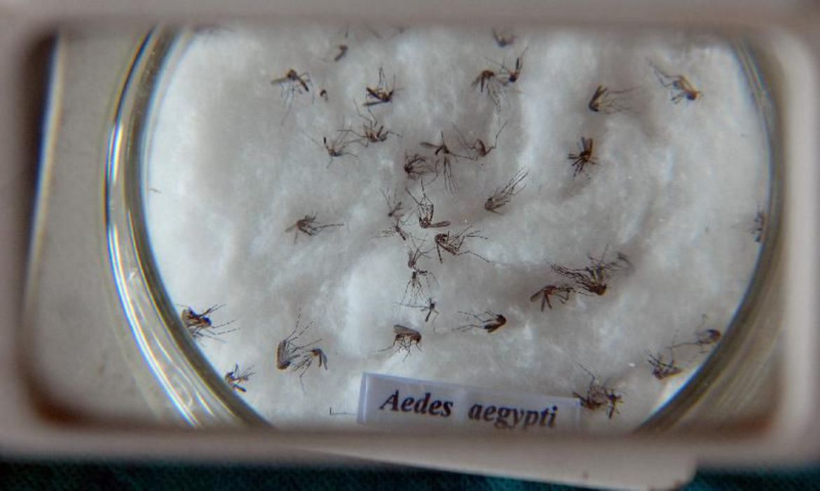 Brasil lidera casos de dengue no mundo, diz OMS