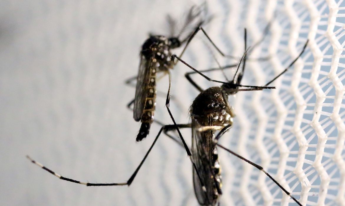 Casos de dengue no Brasil aumentam 17,5% este ano em relação a 2022