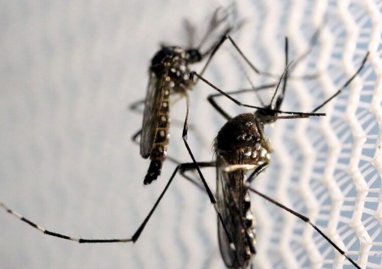 Bahia tem 265 municípios com epidemia de dengue