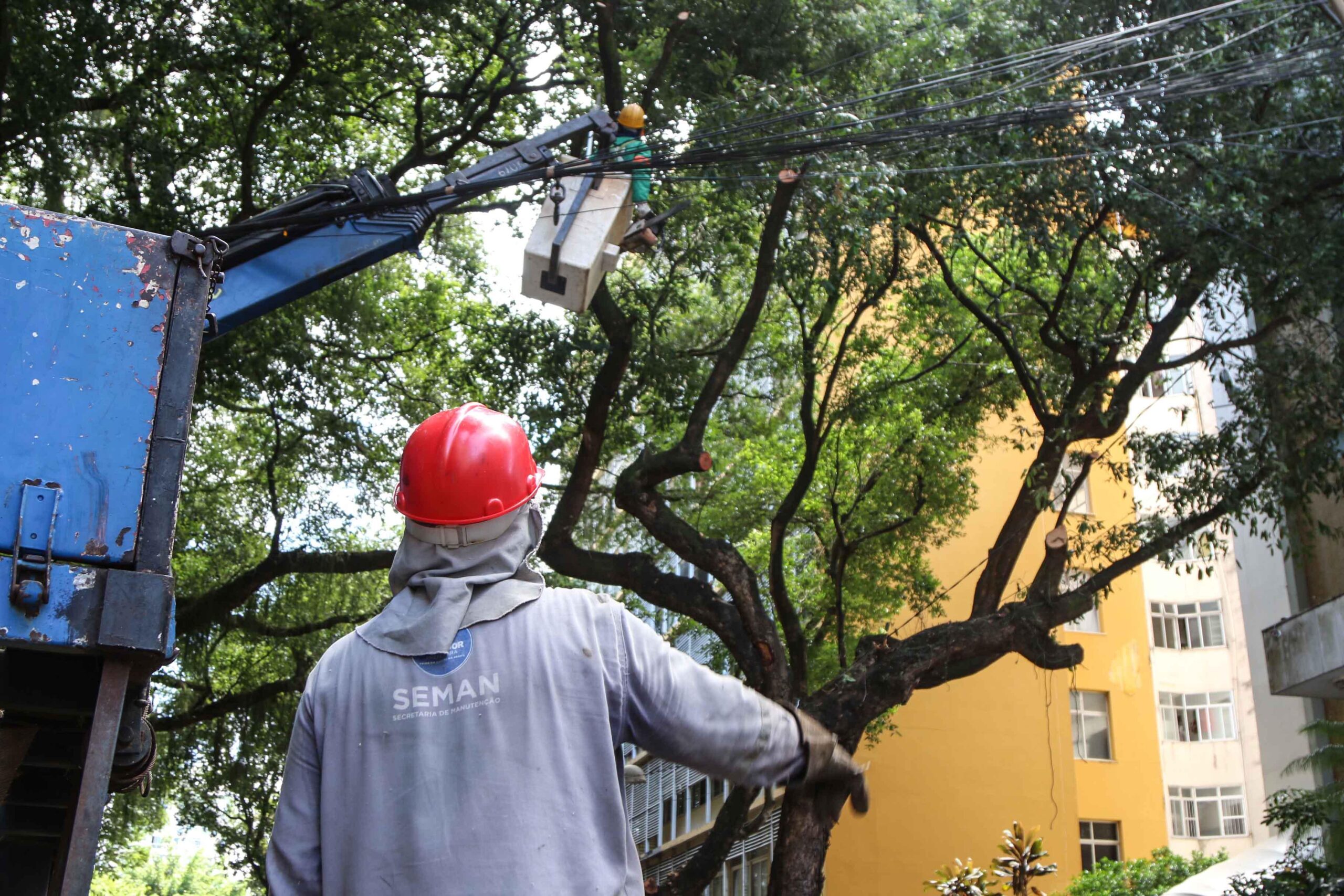 Prefeitura realiza quase 40 mil serviços em árvores de Salvador