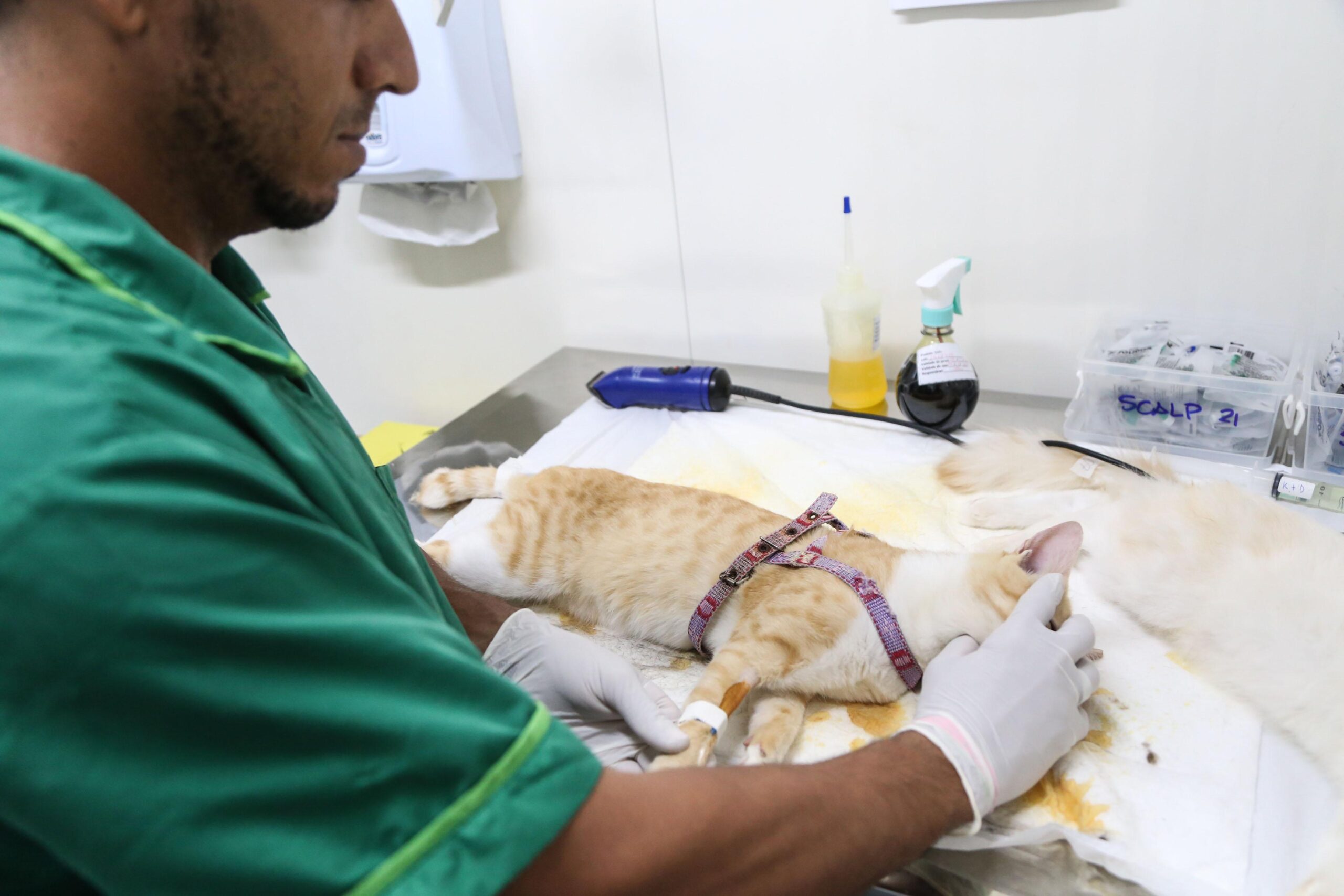 Castramóvel atende na Barroquinha até o final de outubro