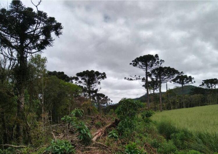 Estudo mostra que maior parte da Mata Atlântica tem menos de 30% de vegetação nativa