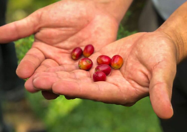 Conab estima queda na produção de café