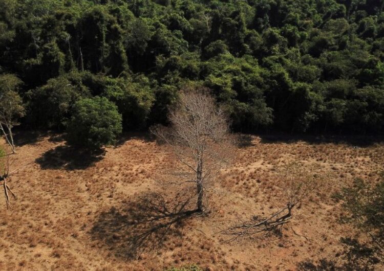 Somente 5% dos casos de desmatamento na Amazônia geraram indenizações