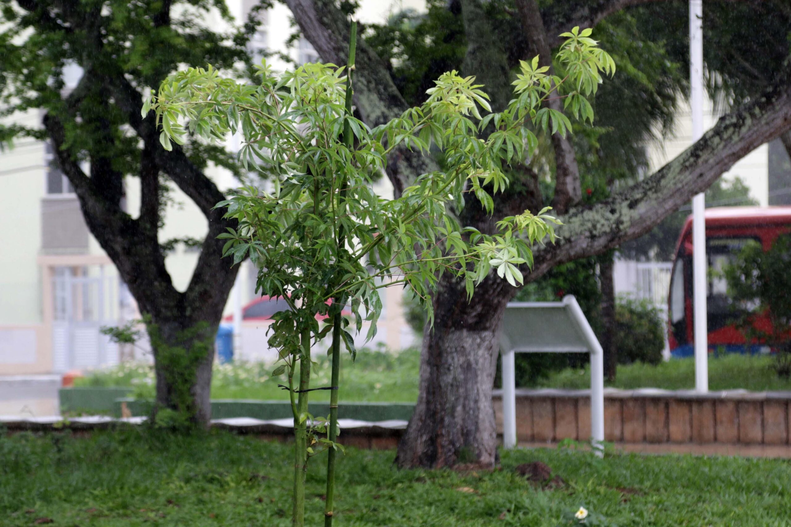 Vandalismo e furtos de mudas prejudicam paisagismo e preservação ambiental de Salvador