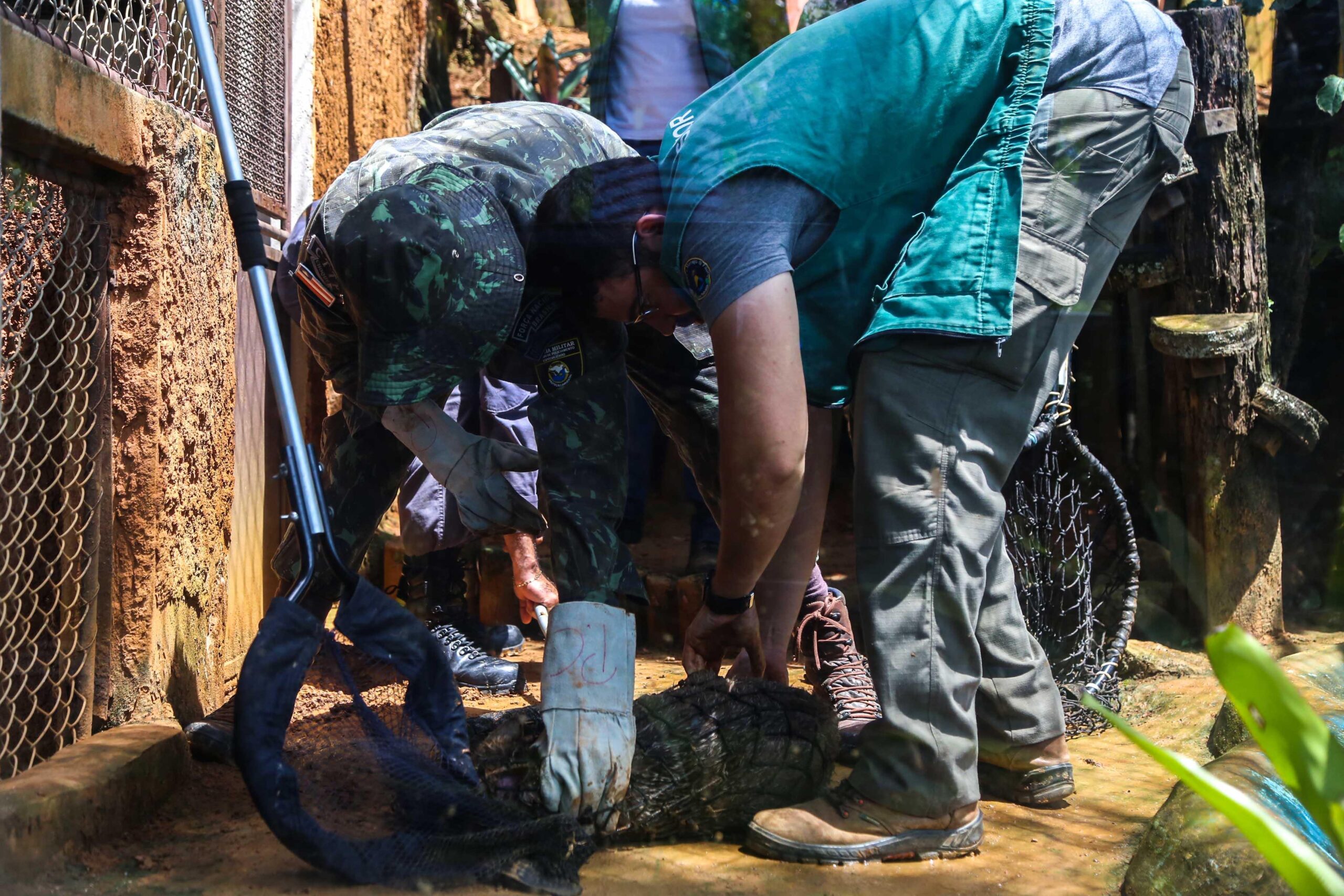 População deve ficar alerta ao aparecimento de animais silvestres e peçonhentos durante o período chuvoso