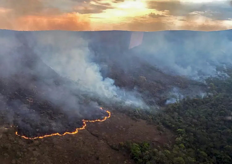 Ibama multa 242 pessoas por incêndios criminosos em 2024