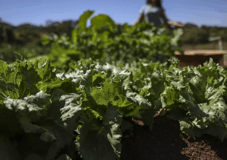 Parceria destina R$ 299 milhões para agricultura familiar na Bahia