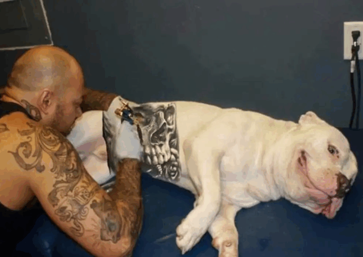 Governo sanciona lei que proíbe tatuagens e piercings em cães e gatos