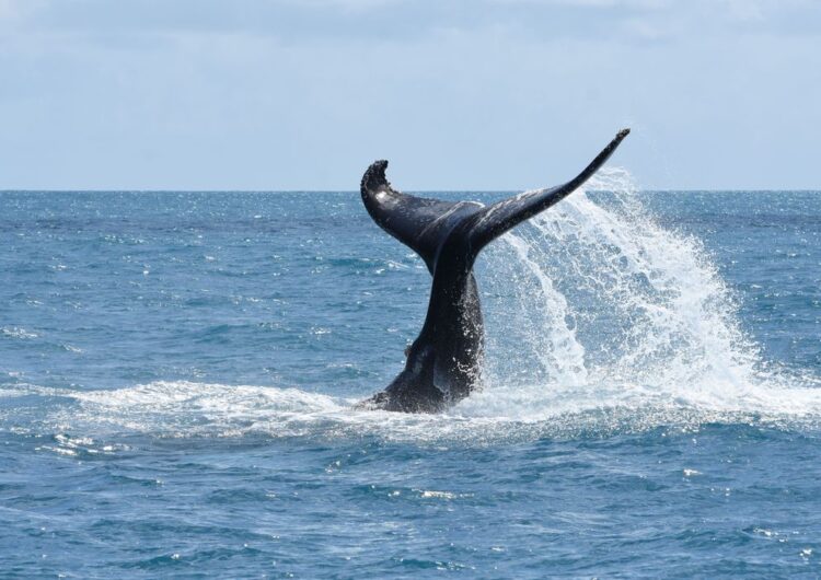 Bahia celebra o início do avistamento de baleias-jubarte