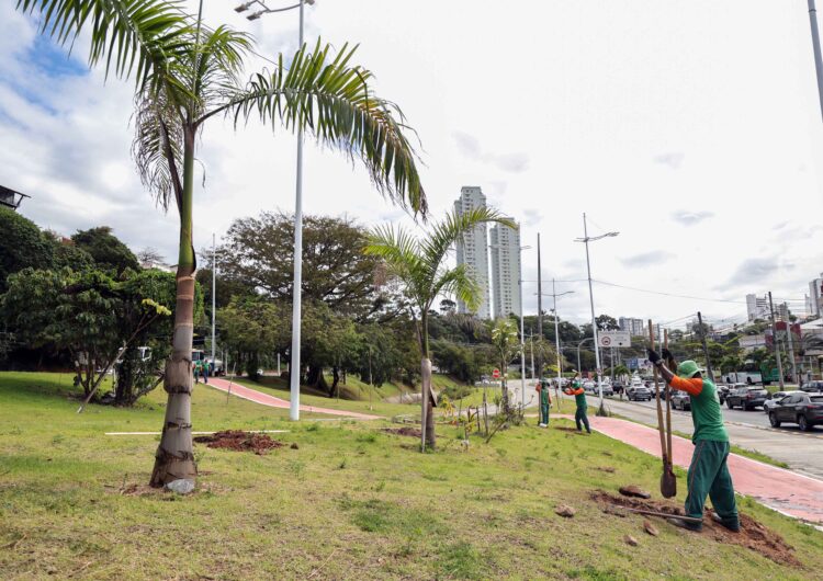 Salvador avança com novo plantio de árvores ao longo do BRT
