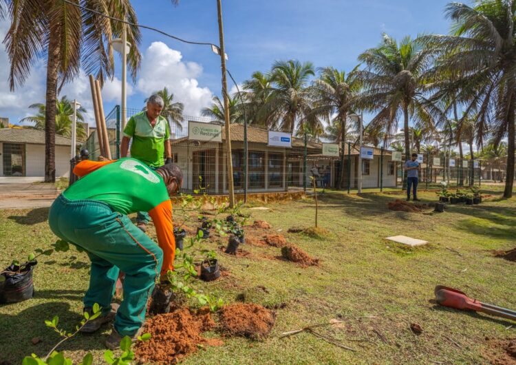 Prefeitura planta 110 espécimes de restinga em Praia do Flamengo e ultrapassa 12,5 mil novas mudas em 2025