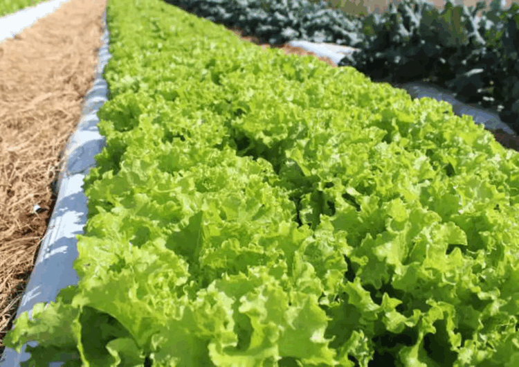 Embrapa diz que crise climática ameaça cultivo de alface em campo aberto