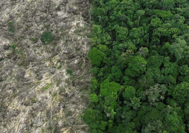 Em 40 anos, Amazônia perdeu área de vegetação do tamanho da França