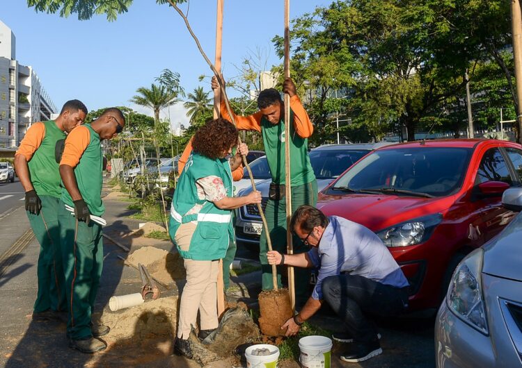 Salvador bate recorde e encerra Operação Plantio-Chuva 2025 com 12,6 mil árvores plantadas