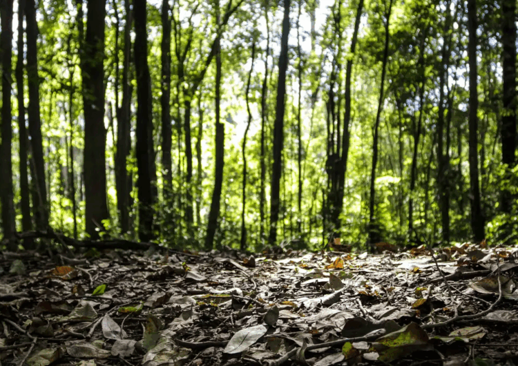 Produção florestal do país cresce 16,7% e chega a R$ 44,3 bi em 2024