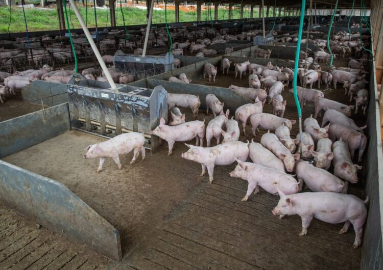 Produção de carne suína e de frango terá volume recorde em 2026